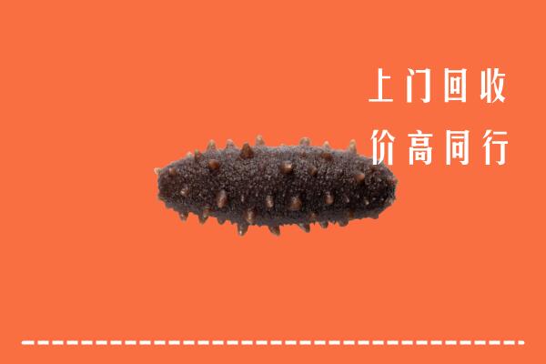 点军区回收海参